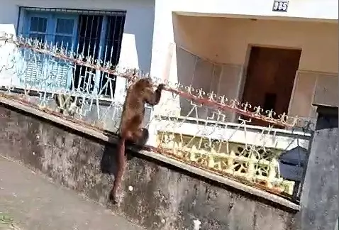 Vídeo: morador flagra macaco pelas ruas do Bairro de Fátima em Santos Dumont